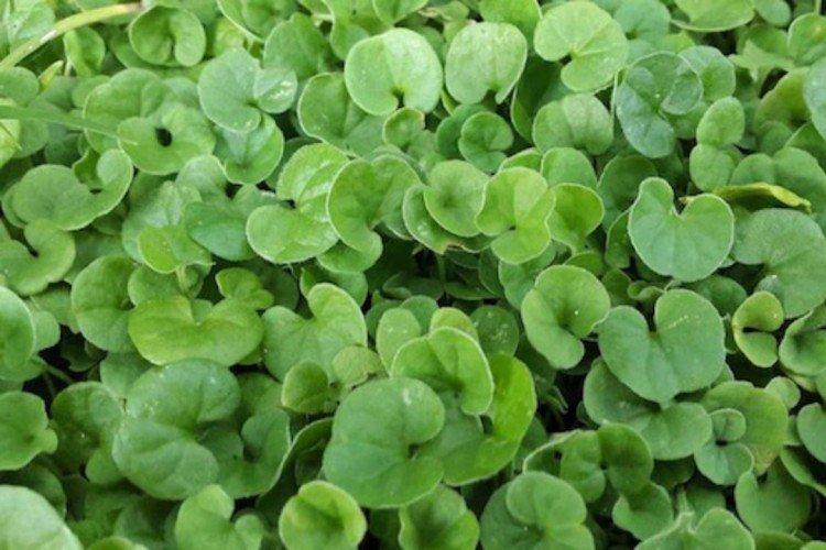 Dichondra - foto