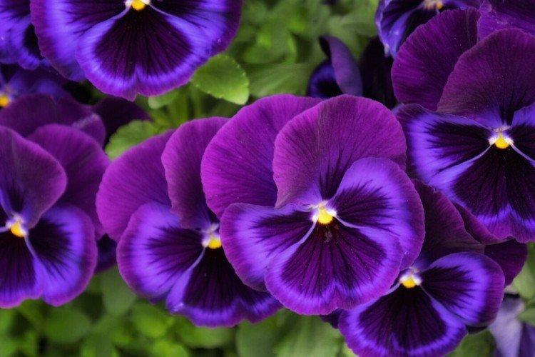 Viola - foto