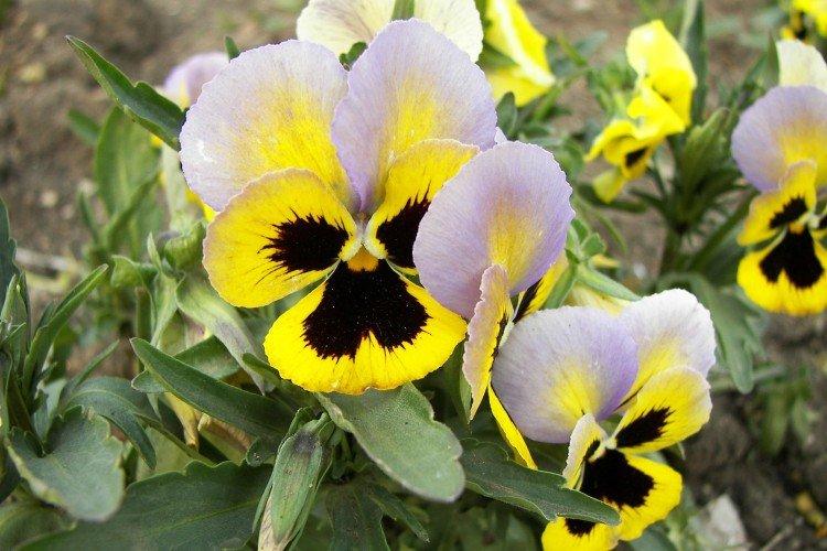 Viola - foto