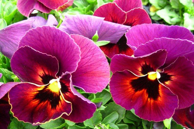 Viola - foto