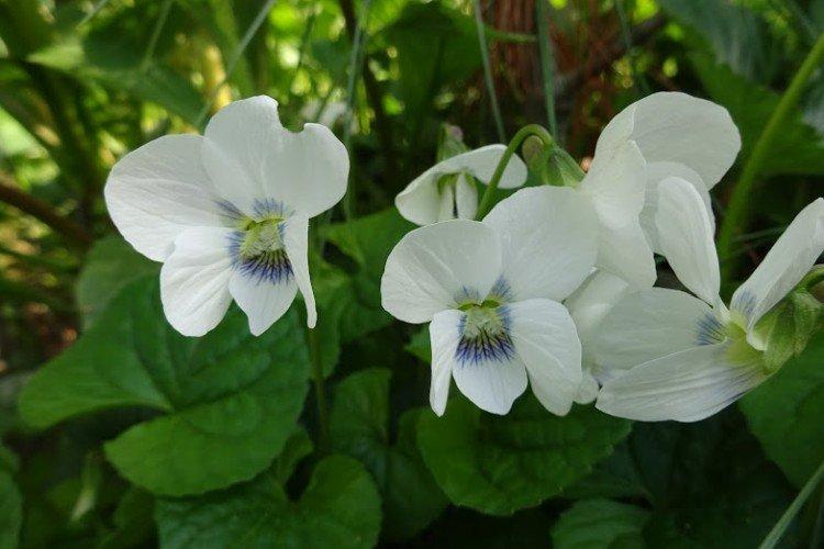 Viola molice