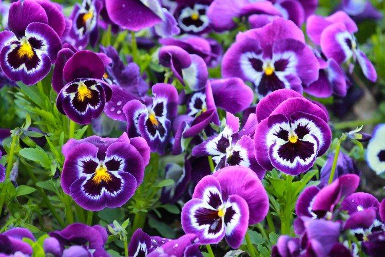Viola - foto