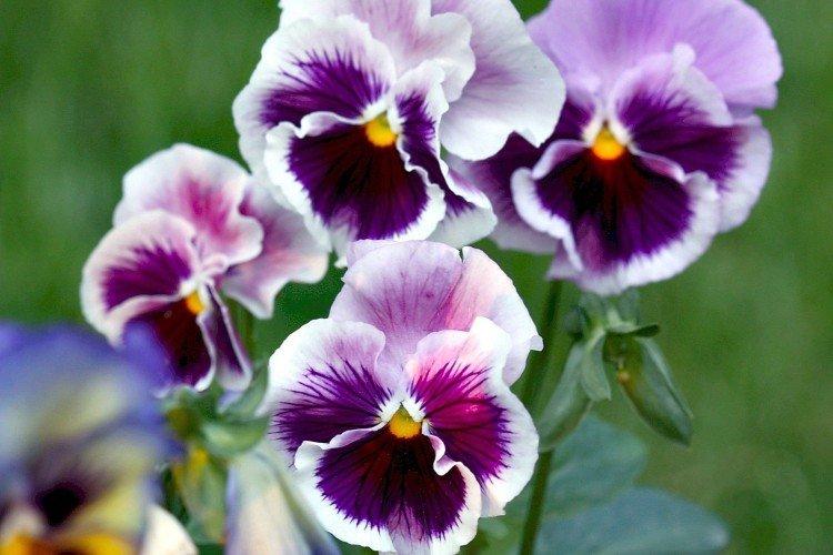 Viola - foto