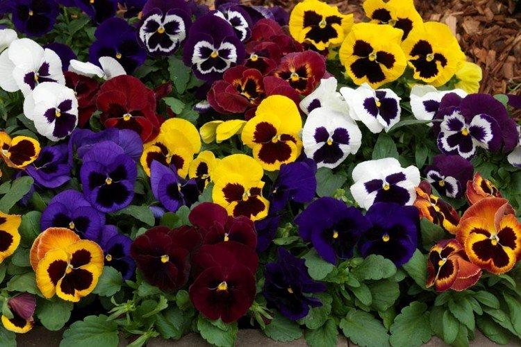 Viola Wittrocka