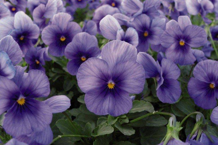Viola - foto