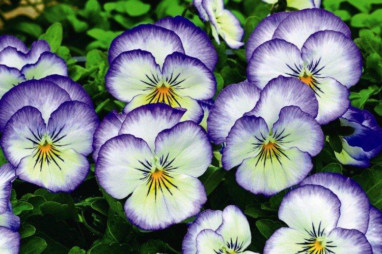 Viola - foto