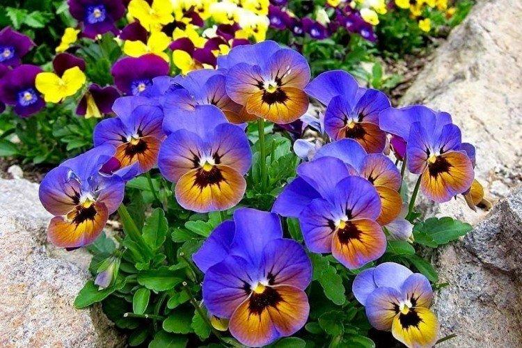 Viola - foto