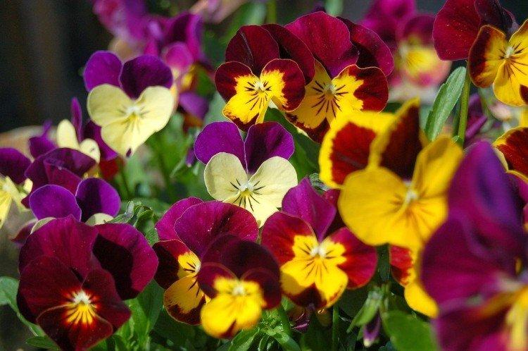 Viola - foto
