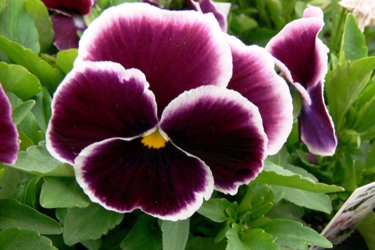 Viola - foto