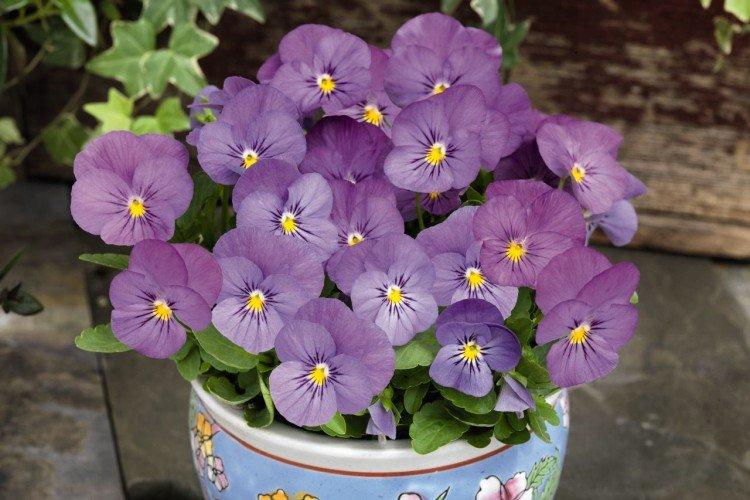 Viola - foto