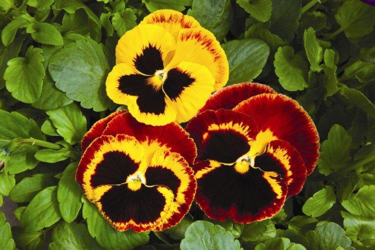 Viola - foto