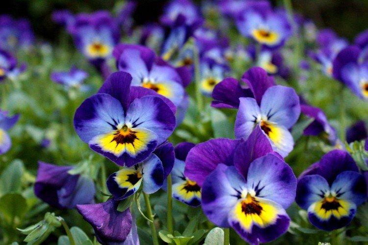 Viola - foto