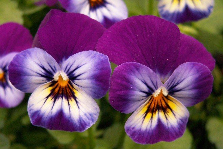 Viola - foto