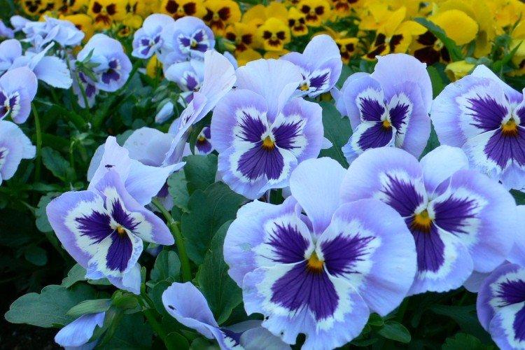 Viola - foto
