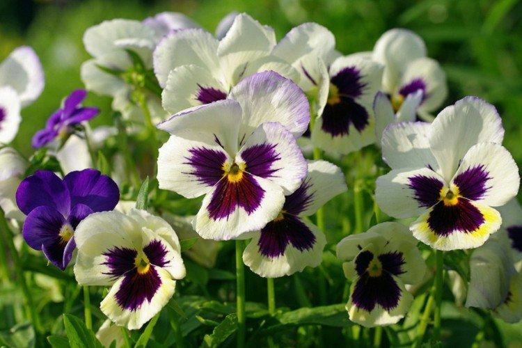 Viola - foto