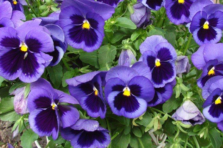 Viola - foto
