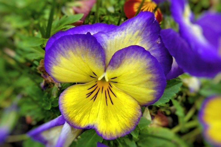Viola - foto