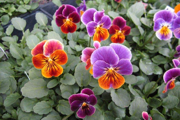 Viola - foto