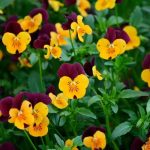 1747263915_viola-50-fotografii-druhy-pece-a-vysadba-v-otevrenem-terenu.jpg