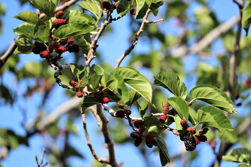 Jak připravit keře boysenberry na zimu