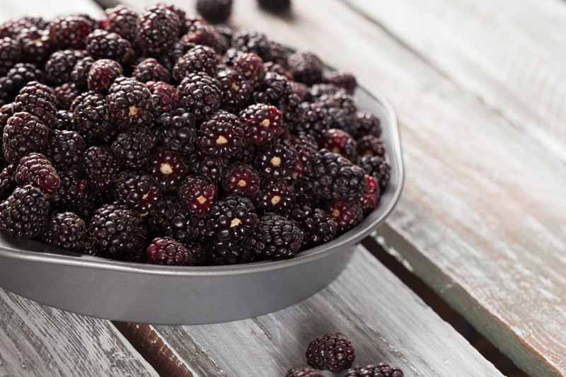 Jak připravit keře boysenberry na zimu