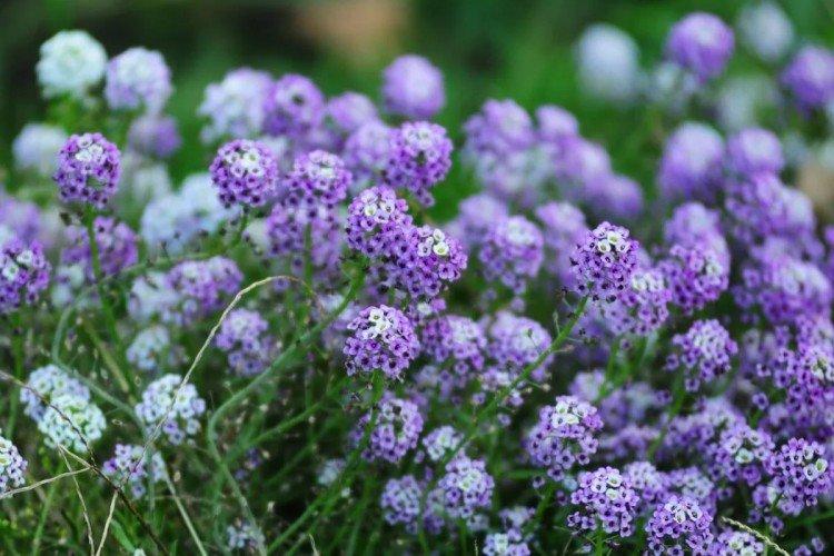Lobularia - foto