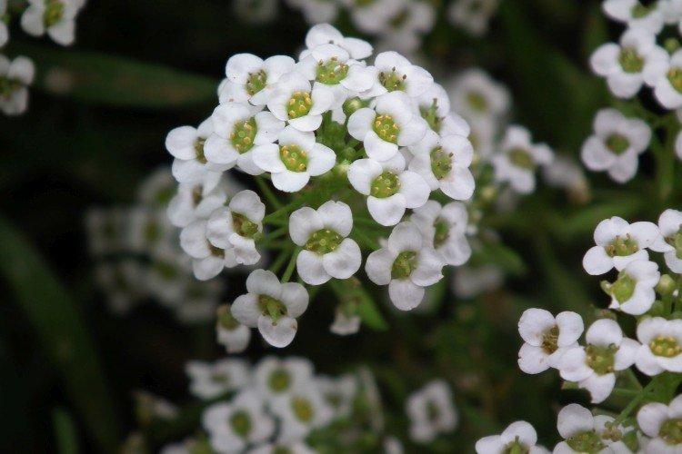 Lobularia - foto