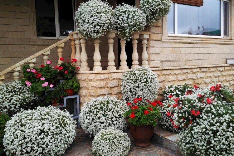 Lobularia - foto