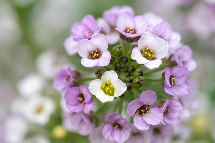 Lobularia - foto