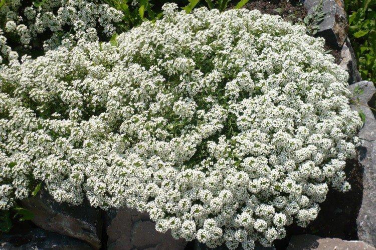Lobularia - foto