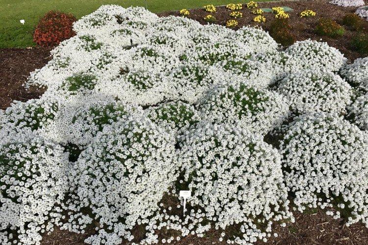 Lobularia - foto
