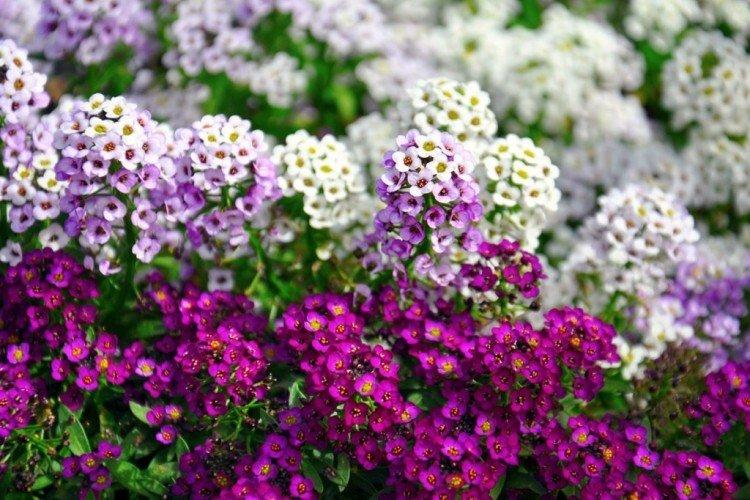 Lobularia - foto