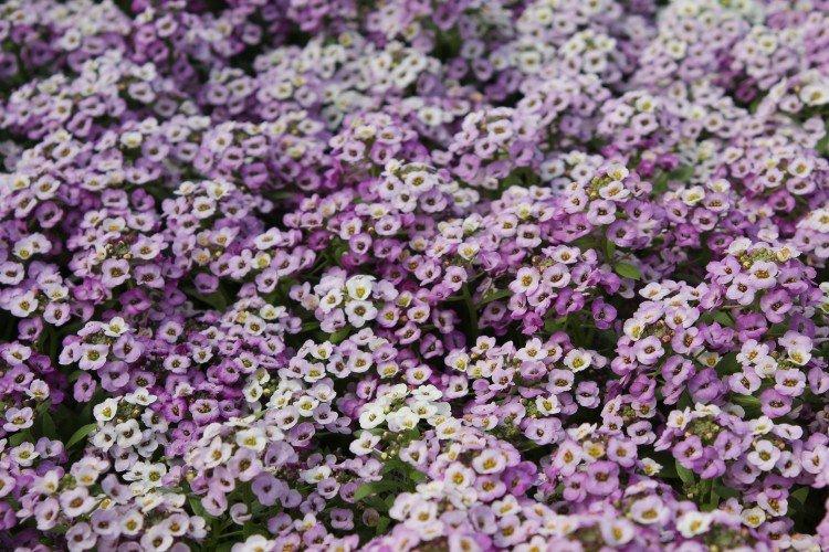 Lobularia - foto