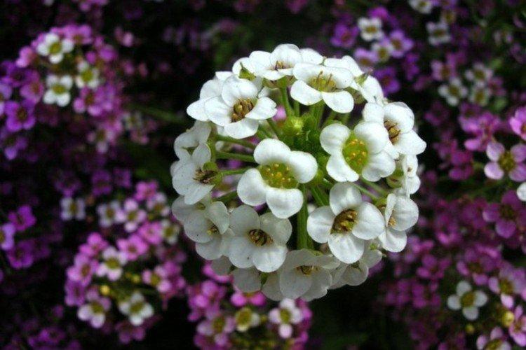 Lobularia - foto