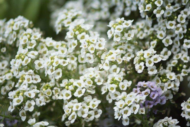 Lobularia - foto