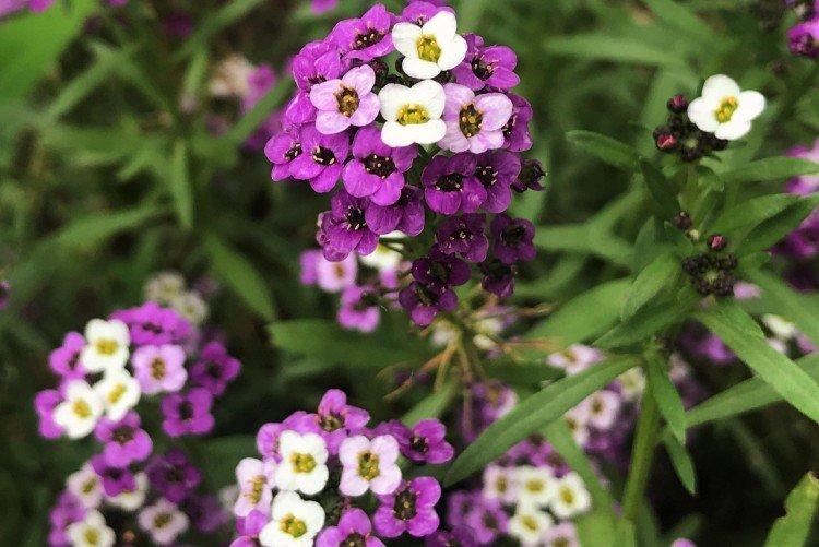 Lobularia - foto