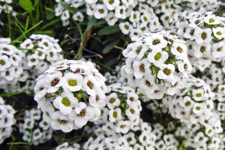 Lobularia - foto
