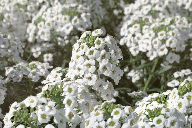 Lobularia - foto