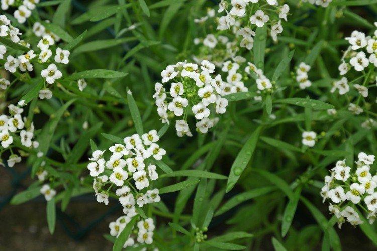 Lobularia - foto