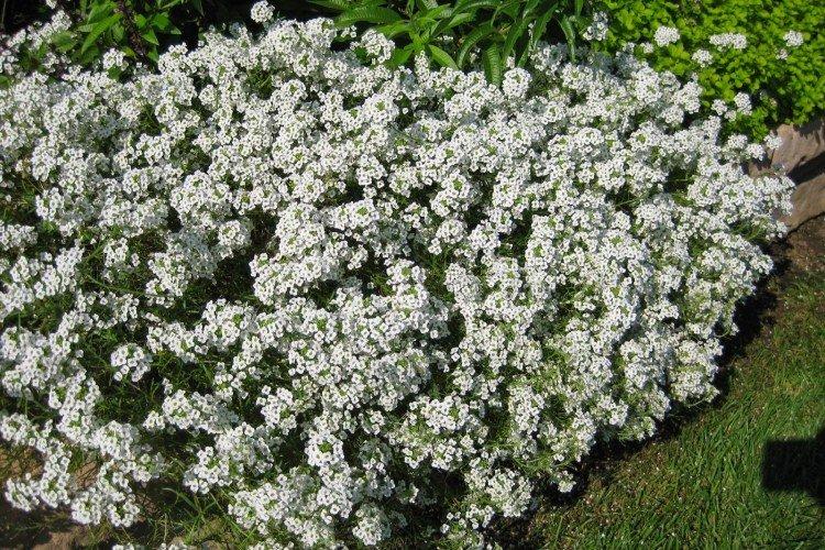 Lobularia - foto