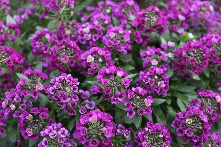 Lobularia - foto