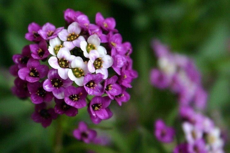 Lobularia - foto