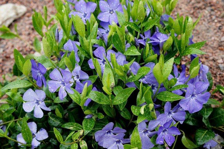 Periwinkle