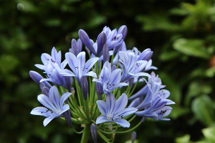 Agapanthus
