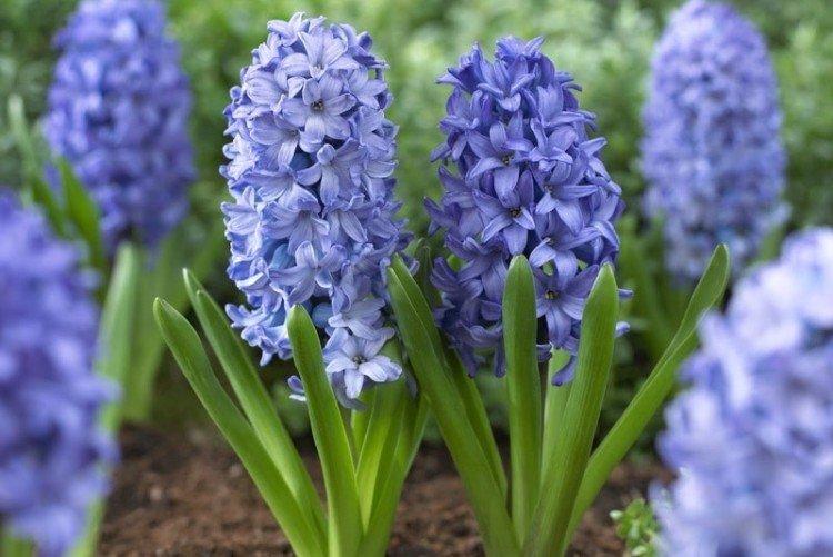 Hyacinty