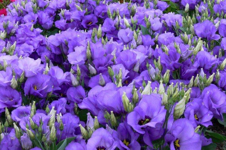 Lysianthus