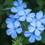 1747273107_modre-kvetiny-jmena-fotografie-a-popisy-katalog.jpg