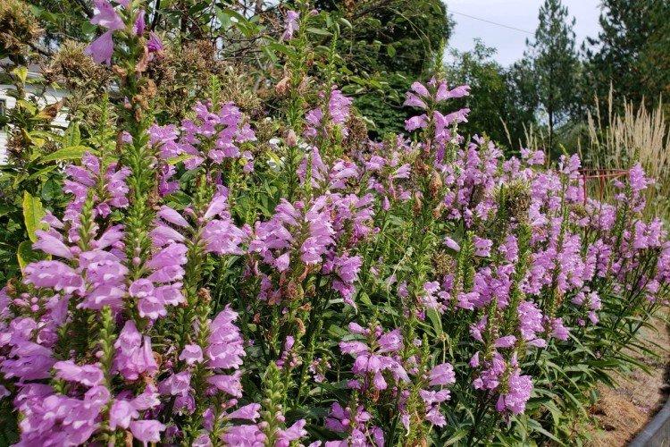 Physostegia vividii