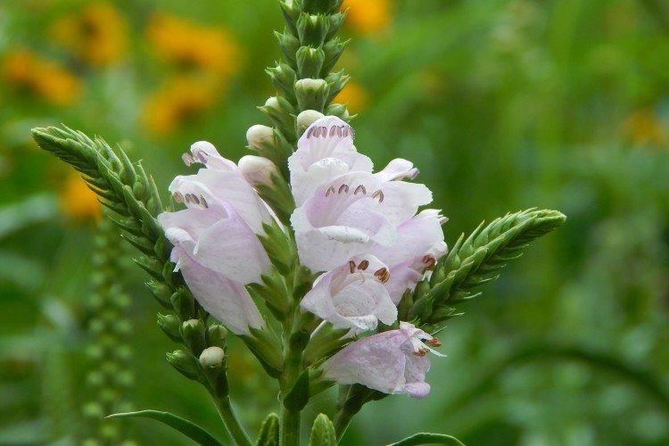 Physostegia - foto