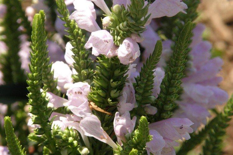 Physostegia - foto